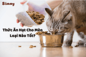 Lợi Ích Nổi Bật Của Hạt Mèo Hàn Quốc Giá Rẻ