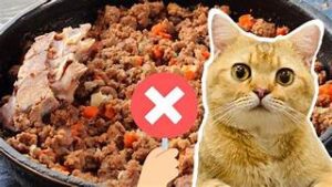 Những loại thực phẩm không nên nấu cho mèo