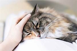 cách chăm sóc cho mèo bị bệnh về thận