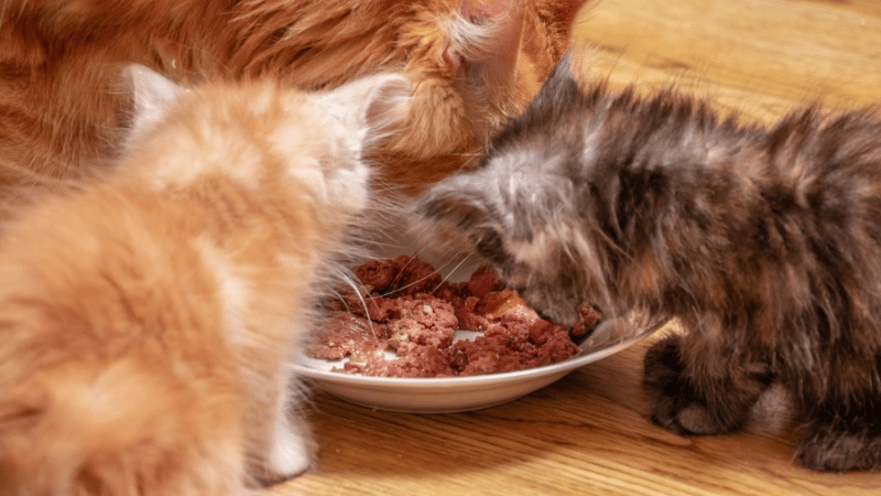 Cách Lựa Chọn Pate Tươi Tốt Cho Mèo